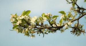 apple-blossom-384643 1280-e1426865818466